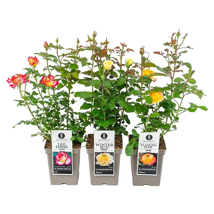 Piardino Edelrose - Rosa Hybride, Sortenabhängig, Topfvolumen: 5 l - Drei Rosenklassiker in Töpfen: Leo Ferre, Winter Sun und Flaming Star.