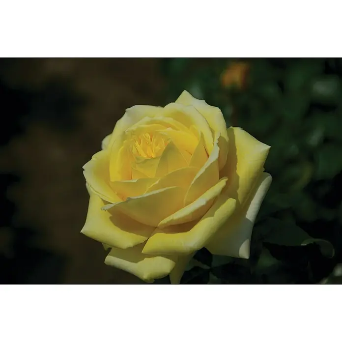 Piardino Strauchrose Parfum de NatureRosa Hybride, Topfvolumen: 5 l - Diese Nahaufnahme zeigt eine wunderschöne gelbe Rose, deren sanfte Blütenblätter ein warmes, einladendes Gefühl vermitteln. Die Rose ist ein Symbol für Liebe.