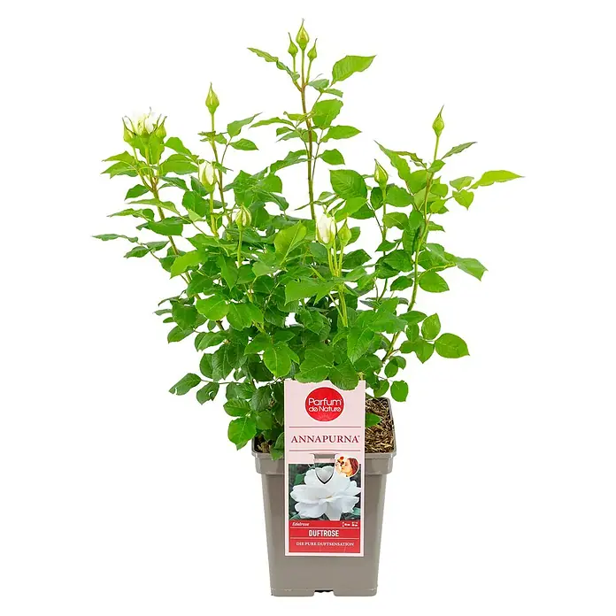 Piardino Strauchrose Parfum de Nature - Rosa Hybride, Topfvolumen: 5 l - Annapurna Duftrose im Topf. Die Rose ist weiß und hat grüne Blätter, ideal für Garten oder Balkon.