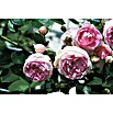 Piardino Strauchrose Lizenzsorten (Rosa Hybride, Topfvolumen: 5 l, Sortenabhängig) | BAUHAUS