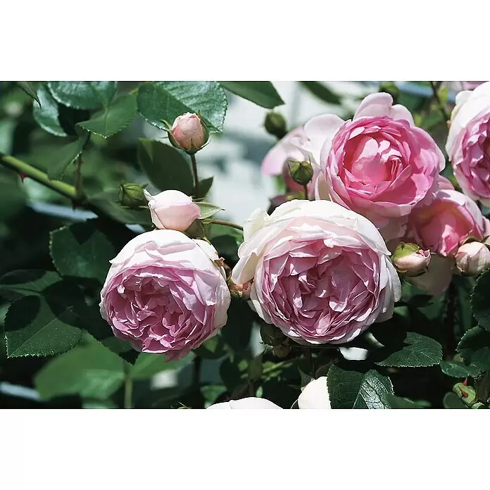 Piardino Strauchrose Lizenzsorten - Rosa Hybride, Topfvolumen: 5 l, Sortenabhängig - Nahaufnahme leuchtend pinkfarbener Rosen in voller Blüte, ergänzt durch zarte Rosenknospen und grüne Blätter am Rosenstrauch.