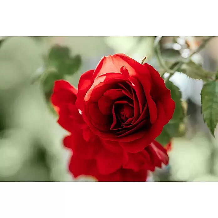 Piardino Kletterrose Lizenzsorten - Rosa Hybride, Topfvolumen: 5 l - Detailaufnahme