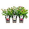 Piardino Strauchrose Lizenzsorten (Rosa Hybride, Topfvolumen: 5 l, Sortenabhängig) | BAUHAUS