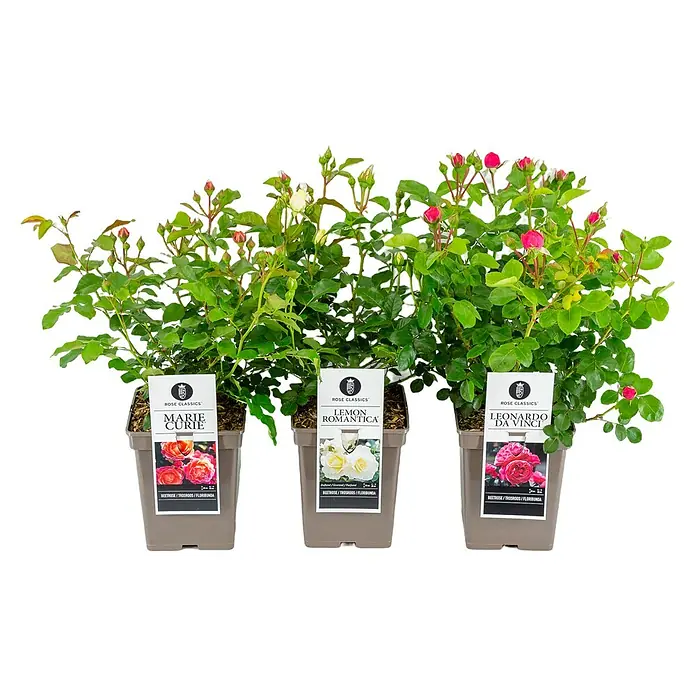 Piardino Strauchrose Lizenzsorten - Rosa Hybride, Topfvolumen: 5 l, Sortenabhängig - Drei Topfrosen der Rose Classics-Kollektion, darunter Marie Curie, Lemon Romantica und Leonardo da Vinci.