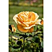 Piardino Edelrose (Rosa Hybride, Sortenabhängig, Topfvolumen: 5 l) | BAUHAUS