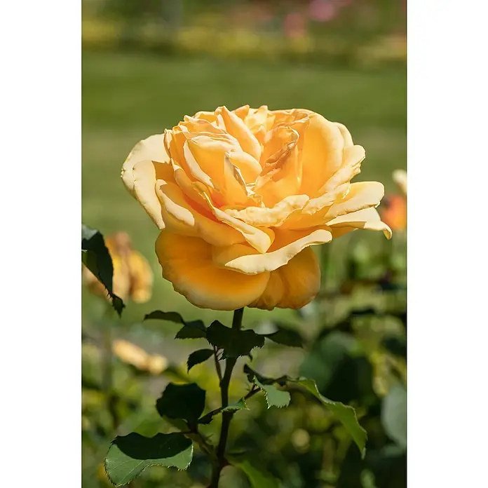 Piardino Edelrose - Rosa Hybride, Sortenabhängig, Topfvolumen: 5 l - Nahaufnahme einer leuchtend gelben Rose im Garten, die ihre zarten Blütenblätter in der Sonne präsentiert.