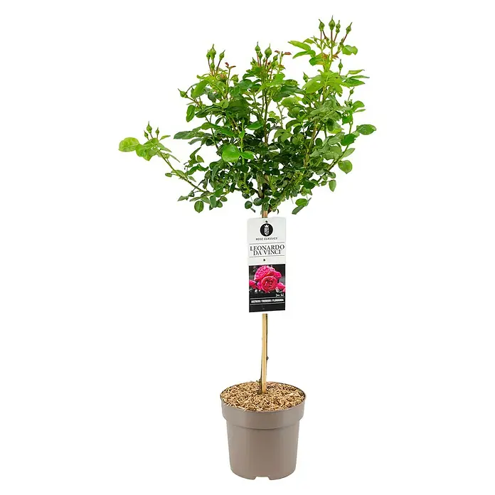 Piardino Rosenstämmchen - Rosa Hybride, Sortenabhängig - Leonardo Da Vinci Rose im Topf: Eine robuste Rose mit dichten, dunkelrosa Blüten, ideal für Gärten und Terrassen.