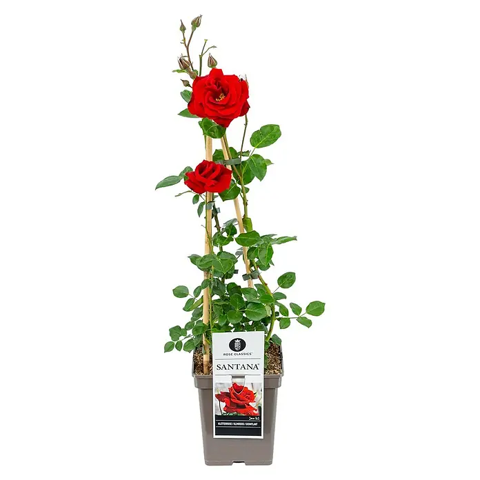 Piardino Kletterrose Lizenzsorten - Rosa Hybride, Topfvolumen: 5 l - Eine wunderschöne, rote Santana Rose Classics Kletterrose im Topf. Ideal für Gartenliebhaber, die intensive Farben und klassischen Stil schätzen.