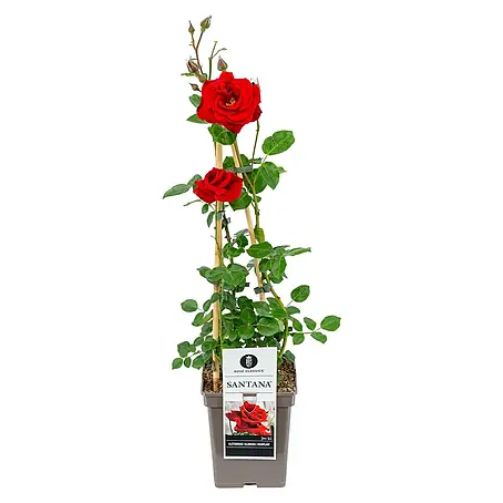 Piardino  Kletterrose Lizenzsorten