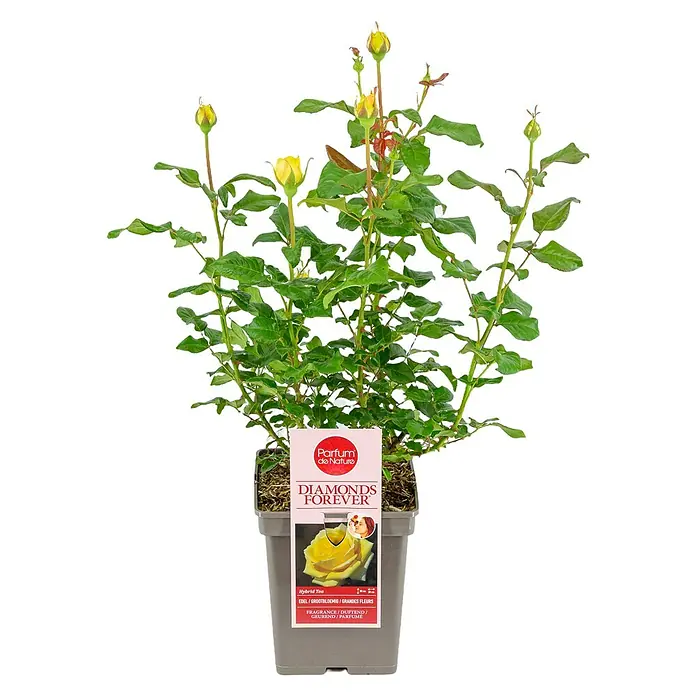 Piardino Strauchrose Parfum de Nature - Rosa Hybride, Topfvolumen: 5 l - Ein 'Diamonds Forever' Rosenstrauch in einem grauen Topf mit gelben Blüten und grünen Blättern.