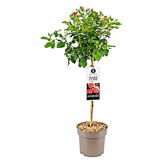 Piardino Rosenstämmchen (Rosa Hybride, Rot)