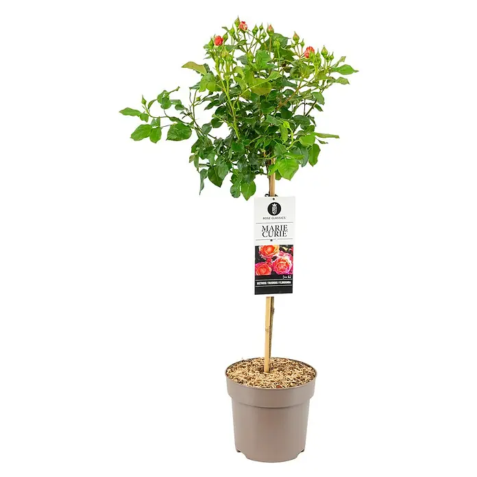 Piardino Rosenstämmchen - Rosa Hybride, Sortenabhängig - Das Bild zeigt eine Rose Marie Curie im Topf. Die Rose hat grüne Blätter und einige orangefarbene Blüten. Sie steht in einem schlichten, beigen Topf.