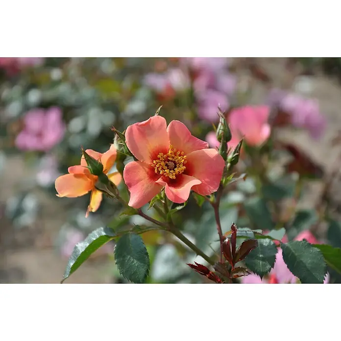Piardino Beetrose Persica-Hybriden - Rosa Hybride, Sortenabhängig, Topfvolumen: 5 l - Nahaufnahme einer orangefarbenen Rose mit gelben Staubgefäßen, umgeben von grünen Blättern und unscharfen rosa Blüten im Hintergrund.