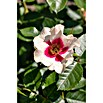 Rosa hybride Lizenzfrei 5 rosa