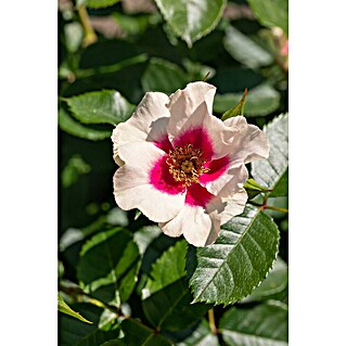 Piardino Beetrose (Rosa Hybride 'Persica', Topfvolumen: 6 l)