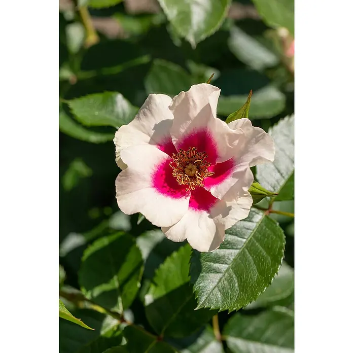 Piardino Beetrose Persica-Hybriden - Rosa Hybride, Sortenabhängig, Topfvolumen: 5 l - Nahaufnahme einer zarten, rosafarbenen und weißen Rose im Sonnenlicht, umgeben von grünen Blättern.