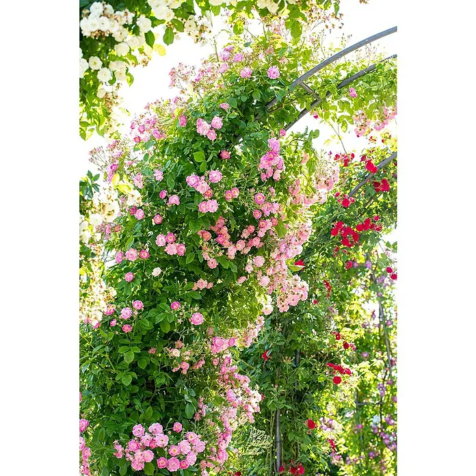 Piardino Kletterrose LizenzsortenRosa Hybride, Topfvolumen: 5 l - Diese Aufnahme zeigt einen Rosenbogen, bewachsen mit üppigen rosa und roten Rosenblüten, die eine romantische und blühende Gartenszene schaffen.