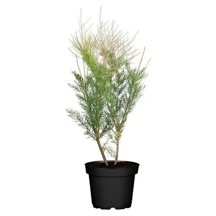 Piardino Tamariske - Tamarix tetrandra, Topfgröße: 22 cm, Lila/Rosa - Vorderansicht