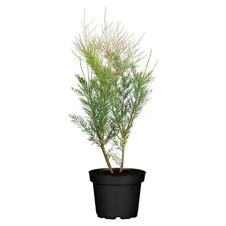 Piardino  Frühlingsblüher Tamariske