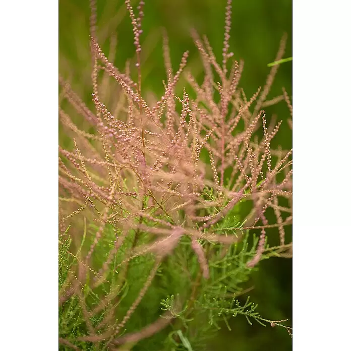 Piardino Tamariske - Tamarix tetrandra, Topfgröße: 22 cm, Lila/Rosa - Detailaufnahme