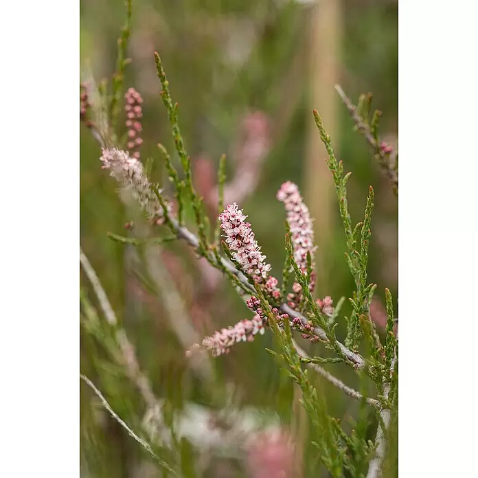Piardino Tamariske - Tamarix tetrandra, Topfgröße: 22 cm, Lila/Rosa - Detailaufnahme