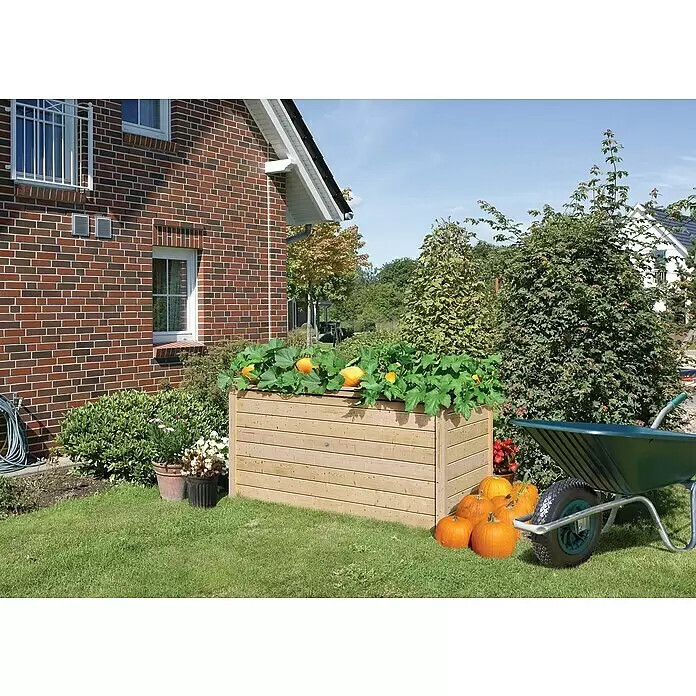 Karibu Hochbeet 28 mm 2 - 88 x 244 x 92 cm, Holz, Natur - Helles Holz-Hochbeet mit wachsenden Kürbissen, geernteten Kürbissen und einer Schubkarre daneben im sonnigen Garten.