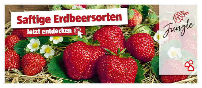Erdbeersorten im Vergleich