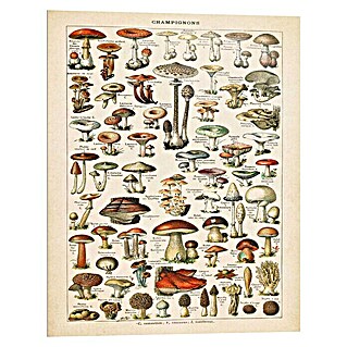Decoratief paneel (Mushrooms, b x h: 40 x 50 cm)