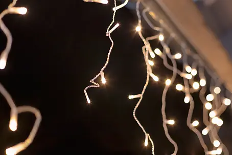 Weihnachtsstern online kaufen