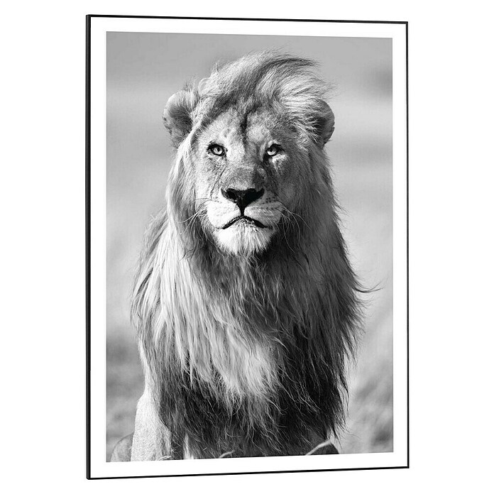 Canvasschilderij Slim Frame (Lions Crest, b x h: 50 x 70 cm) | BAUHAUS