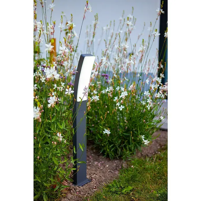 Lutec Sobremuro LED Kira - 19 W, Acero inoxidable, 12 x 11,4 x 74 cm - Luminaria de camino moderna de metal antracita con iluminación LED integrada, rodeada de plantas Gaura en flor.