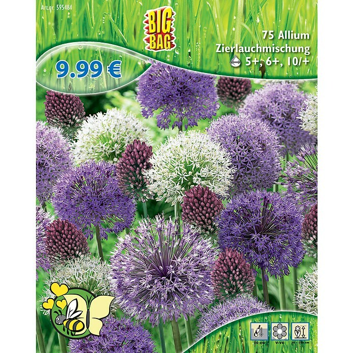 Frühlingsblumenzwiebel-Mix Zierlauchmischung (Allium in Arten & Sorten, 75 Stk.) | BAUHAUS