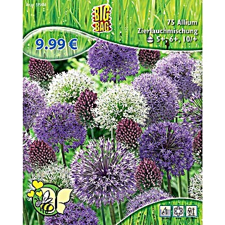 Frühlingsblumenzwiebel-Mix Zierlauchmischung (Allium in Arten & Sorten, 75 Stk.)