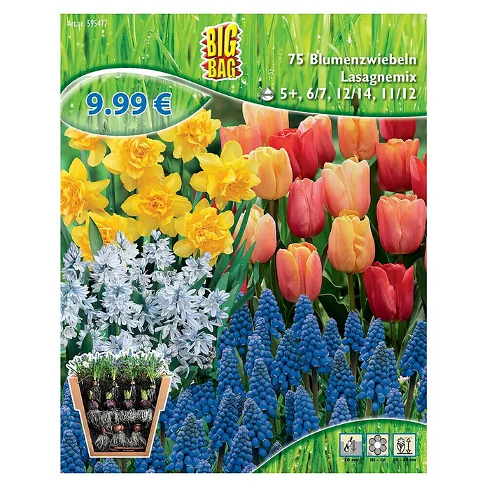 Blumenzwiebeln Lasagne-Mix - Verschiedenen Arten und Sorten, 75 Stk. - Produktabbildung einer "Big Bag" Blumenzwiebelmischung, ideal für Lasagne-Bepflanzung, mit Narzissen, Tulpen und Traubenhyazinthen.
