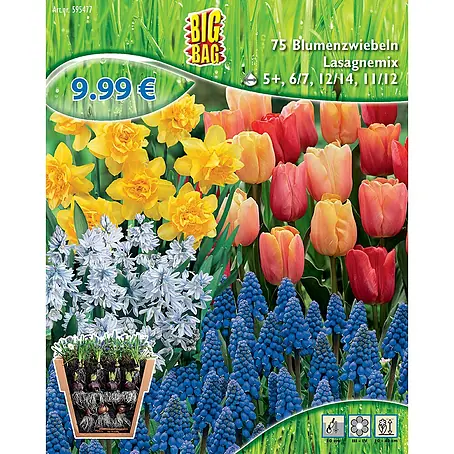 Frühlingsblumenzwiebel-Mix Lasagne-Mix