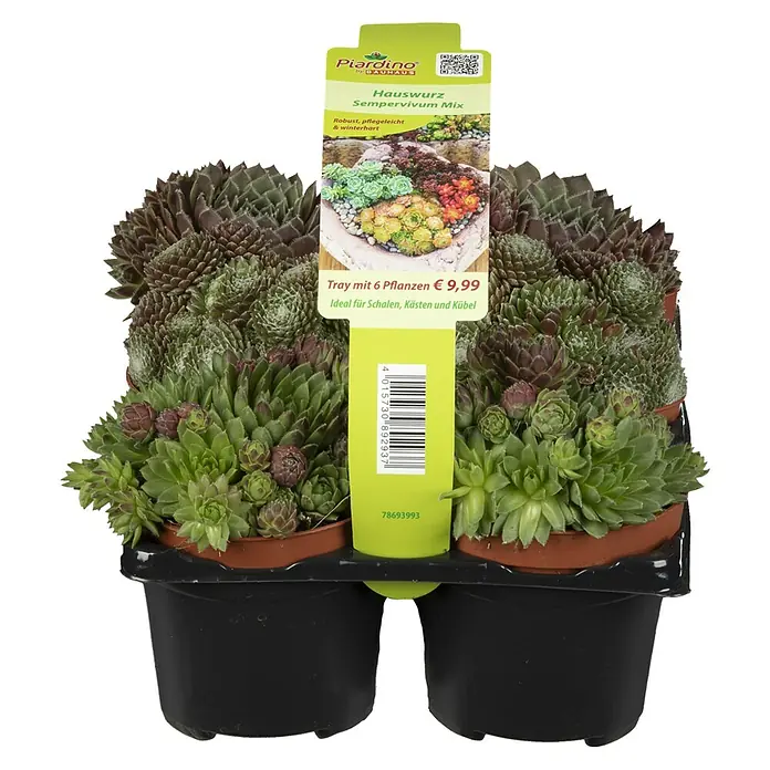 Piardino Hauswurz - Sempervivum in Sorten, Topfgröße: 9 cm - Bild eines Hausswurz Sempervivum Mix im Topf, robust, pflegeleicht und winterhart, ideal für Schalen, Kästen und Kübel.