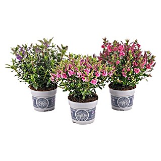 Piardino Strauchveronika All Blooms (Veronica × andersonii, Topfgröße: 11 cm, Sortenabhängig)