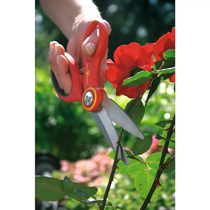 Wolf-Garten Universalschere RA-X - Länge: 18 cm - Eine Hand hält eine rote WOLF-Garten Rosenschere, die bereit ist, eine rote Rose zu schneiden, im Hintergrund ist ein grüner Garten zu sehen.