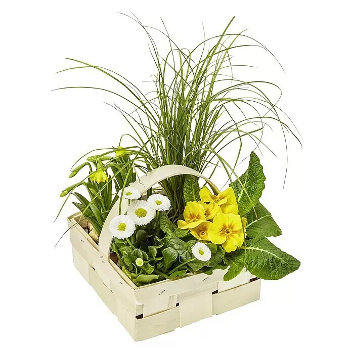 Piardino Frühlingsblüher Set im Spankorb -  - Heller Holzkorb gefüllt mit leuchtenden Frühlingsblumen: gelben Primeln, weißen Gänseblümchen und Narzissen, umgeben von grünem Laub.