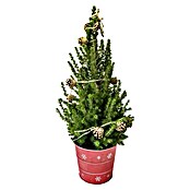 Piardino Zuckerhut-Fichte im Weihnachts-Zinkeimer (Picea conica, Farbe Topf: Rot, Topfgröße: 19 cm) | BAUHAUS