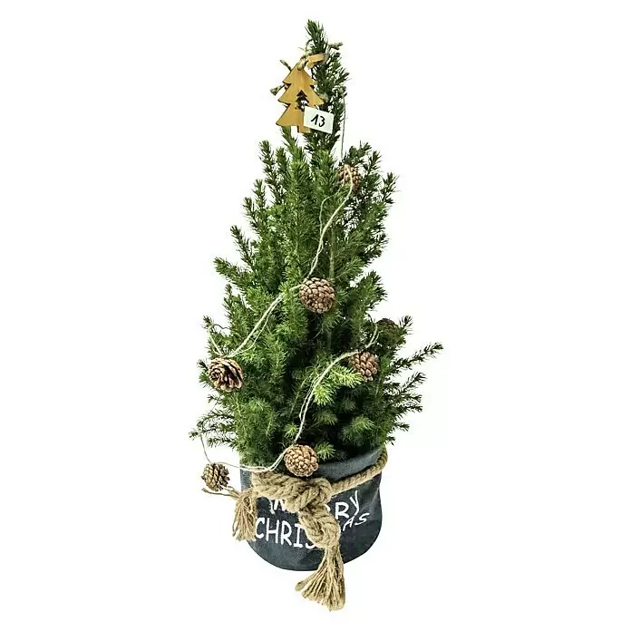 Piardino Zuckerhut-Fichte im Christmas Bag - Picea glauca conica, Topfgröße: 19 cm - Kleiner Topf-Weihnachtsbaum mit Kiefernzapfen, Juteschnur und Holzbaum-Schmuck '13'. Dunkler Stofftopf mit 'Merry Christmas' Aufschrift und Juteseil.