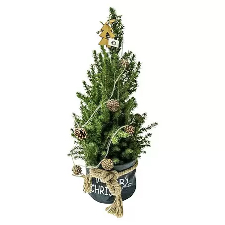 Piardino Zuckerhut-Fichte im Christmas Bag