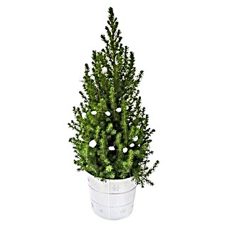 Piardino Zuckerhut-Fichte im Weihnachts-Zinkeimer (Picea conica, Farbe Topf: Weiß, Topfgröße: 19 cm)