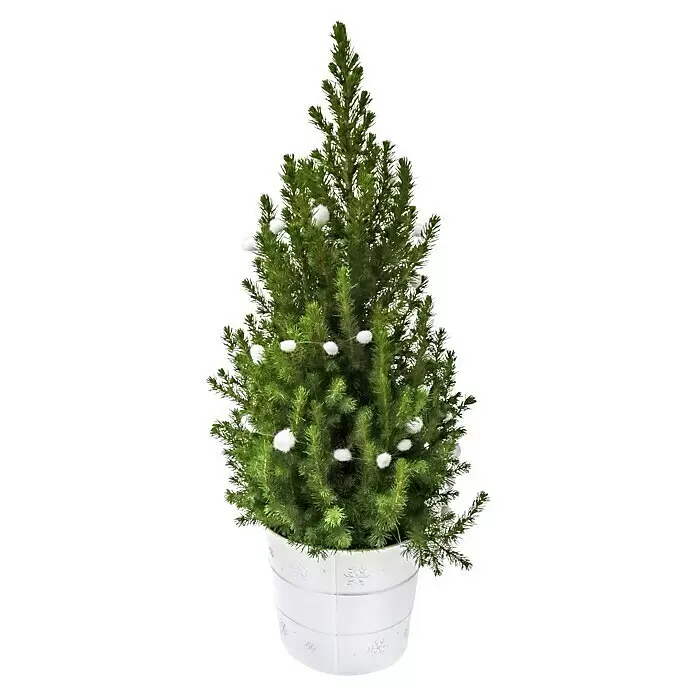 Piardino Zuckerhut-Fichte im Weihnachts-Zinkeimer