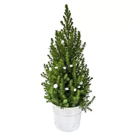 Piardino  Zuckerhut-Fichte im Weihnachts-Zinkeimer