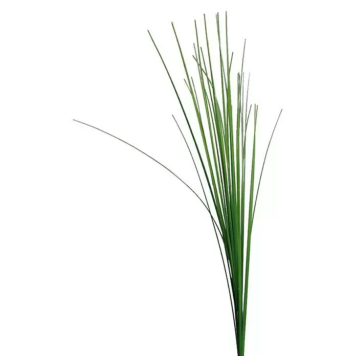 Kunstpflanze Isolepsis - Höhe: 70 cm, Kunststoff - Bündel langer, schlanker grüner Grashalme.