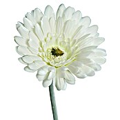 Kunstblume Gerbera (Creme, 56 cm) | BAUHAUS