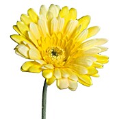 Kunstblume Gerbera (Gelb, 56 cm) | BAUHAUS