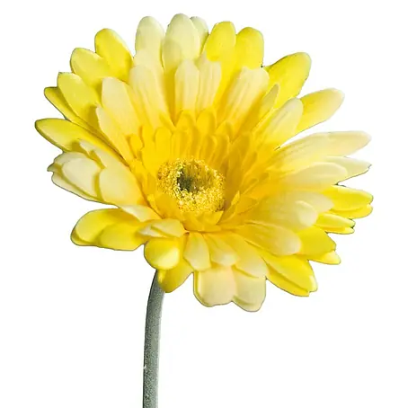 Kunstblume Gerbera
