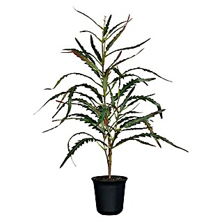 Kunstpflanze Rizinus Pflanze (Höhe: 49 cm, Kunststoff)